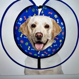 Colorful Blue Dog Recovery Collar